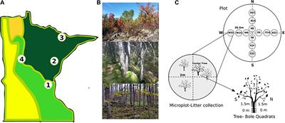 Stand-Level Variation Drives Canopy Water Storage by Non-vascular Epiphytes Across a Temperate-Boreal Ecotone